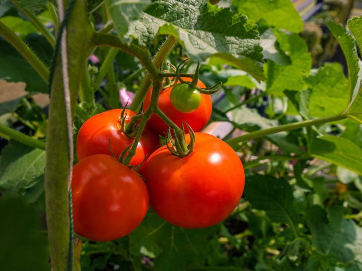 ¡La Nasa al fin encuentra los tomates perdidos en el espacio y las imágenes son increíbles!